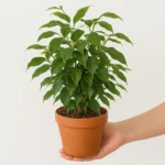 Ficus Benjamin verde in vaso di terracotta, sorretto da una mano.